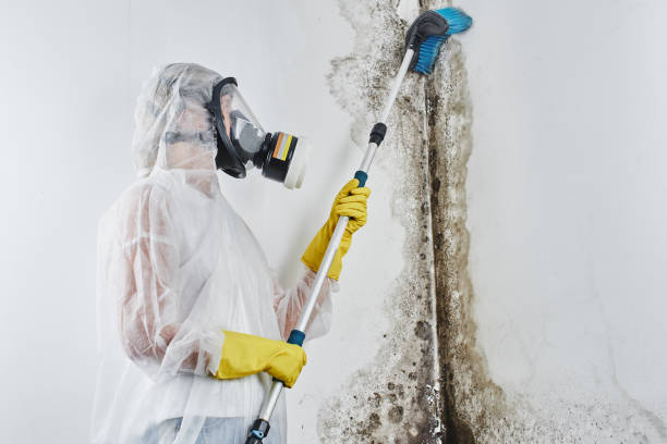 Best HVAC Mold Remediation in Stevensville, MT