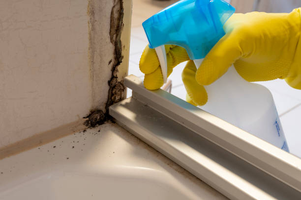 Best Health and Safety Mold Remediation in Stevensville, MT