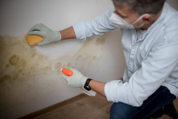 Best Post-Flood Mold Remediation in Stevensville, MT