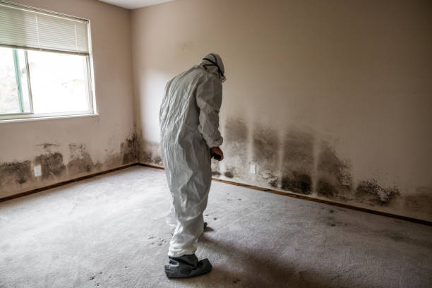 Best Crawl Space Mold Remediation in Stevensville, MT