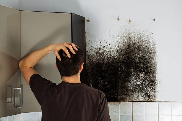 Best Residential Mold Remediation in Stevensville, MT